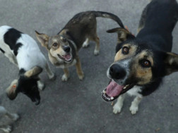 ძაღლები