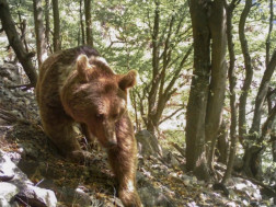 - მურა დათვი