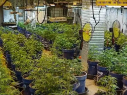 პოლიციამ 283 ძირი „კანაფი“ და 3 კილოგრამამდე „მარიხუანა“ ამოიღო