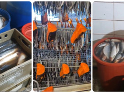 სურსათის ეროვნული სააგენტო 