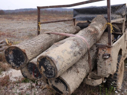 ტყის ტერიტორია