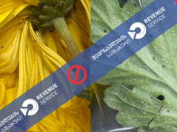 მოჭრილი ყვავილები მოჭრილი ყვავილები