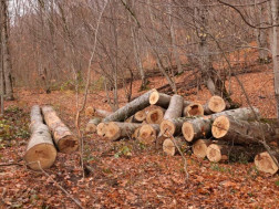 სატყეო სამსახური