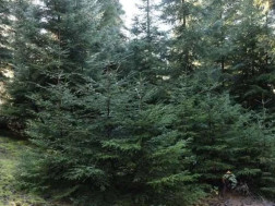  ნაძვის მოჭრა