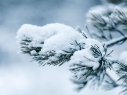 თოვლი - ამიმდი