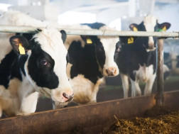 ილია თოფურია სასახლეს, სადაც ჯორჯინასთან ერთად ცხოვრობდა 3-მილიონ ევროდ ყიდის