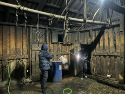 აბაშასა და სამტრედიაში არალეგალური სასაკლაოები გამოვლინდა  