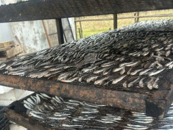 თევზის შესაბოლ არალეგალურ საწარმოში 