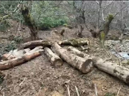 გარემოსდაცვითი ზედამხედველობის დეპარტამენტმა იმერეთში ხე-ტყის უკანონო მოპოვების ფაქტები გამოავლინა