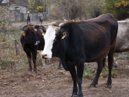 ცოფი მსხვილფეხა საქონელში