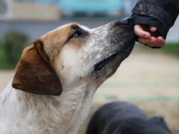  მიუსაფარი ძაღლების კრემატორიუმში