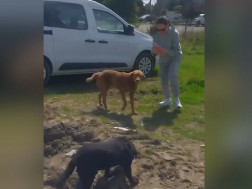 სურსათის ეროვნული სააგენტო