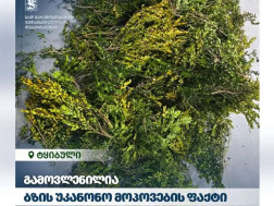 ბზის უკანონო მოპოვების ფაქტი 