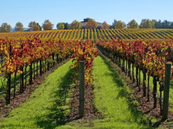 სამეწარმეო ვენახები