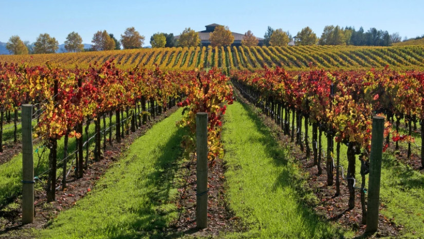 სამეწარმეო ვენახები