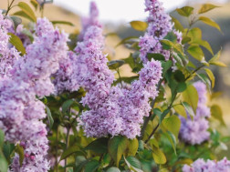 ეროვნულ ბოტანიკურ ბაღ