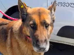 ცხოველთა მონიტორინგის სააგენტო